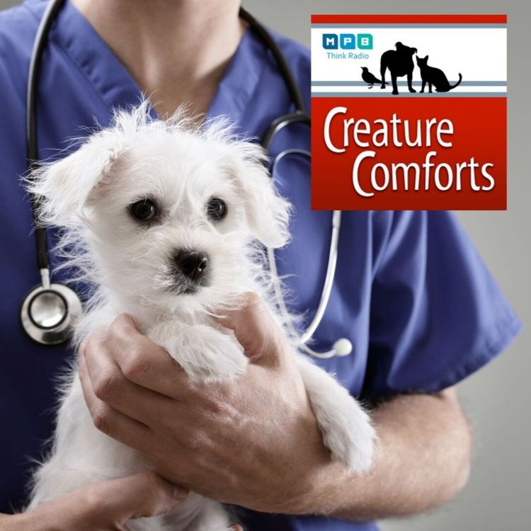 cover art for Creature Comforts: The Pet Hospital Is Open