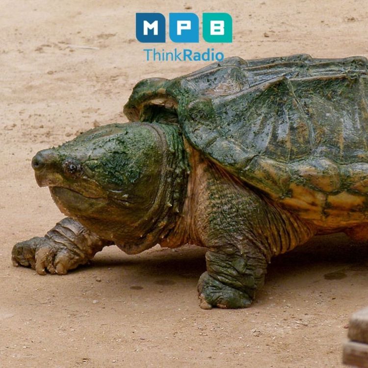 cover art for Creature Comforts: Alligator Snapping Turtle