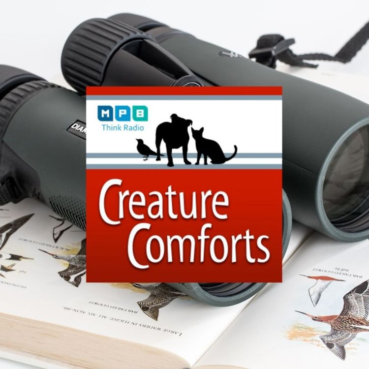 cover art for Creature Comforts | Fall Migrating Birds