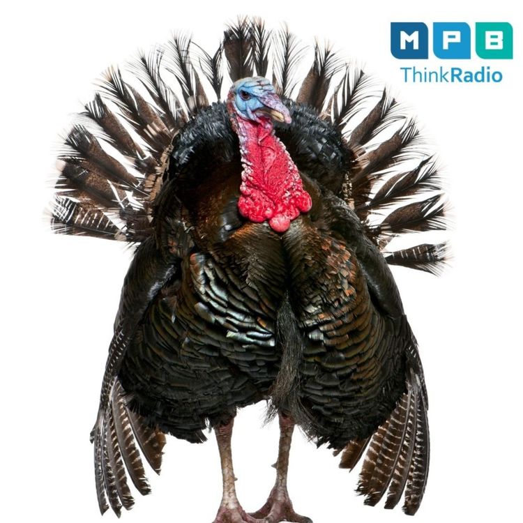 cover art for Creature Comforts Classic | Wild Turkey Talk