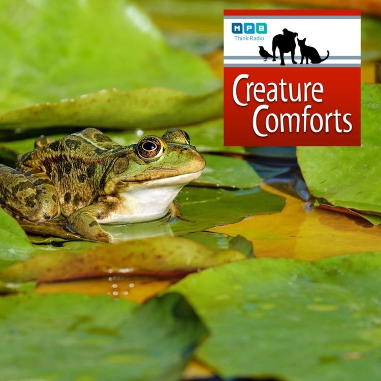 cover art for Creature Comforts: Leaping Leapers