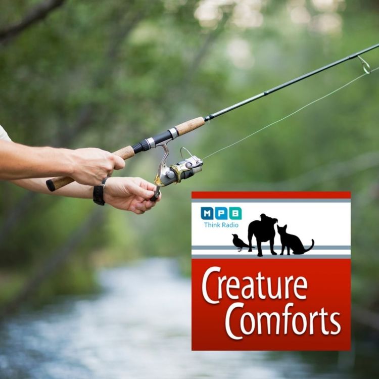 cover art for Creature Comforts: Here Fishy Fishy