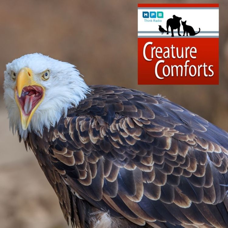 cover art for Creature Comforts: Fly Eagles Fly