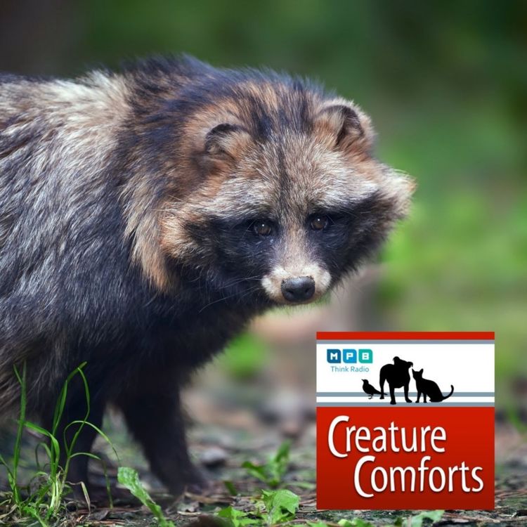 cover art for Creature Comforts: The Critter Catcher