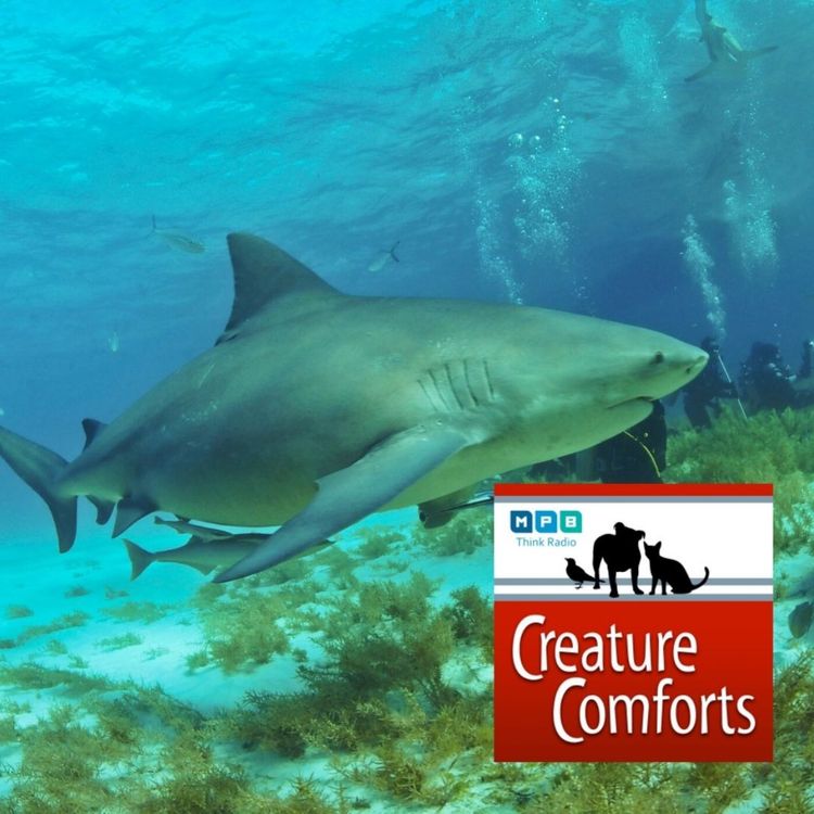 cover art for Creature Comforts: Mississippi Sharks