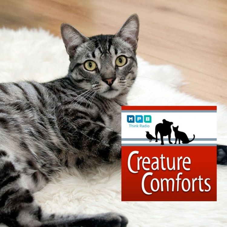 cover art for Creature Comforts: Paws and Claws