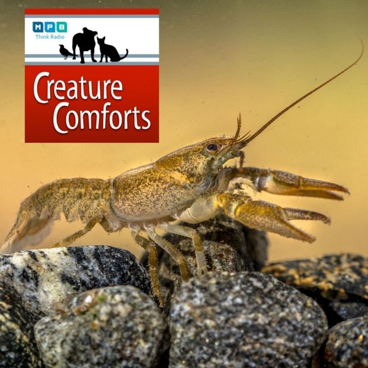 cover art for Creature Comforts: Crawfish, Crayfish, & Mudbugs