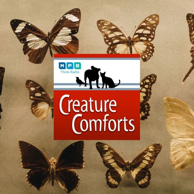 cover art for Creature Comforts: Entomologist Audrey Harrison