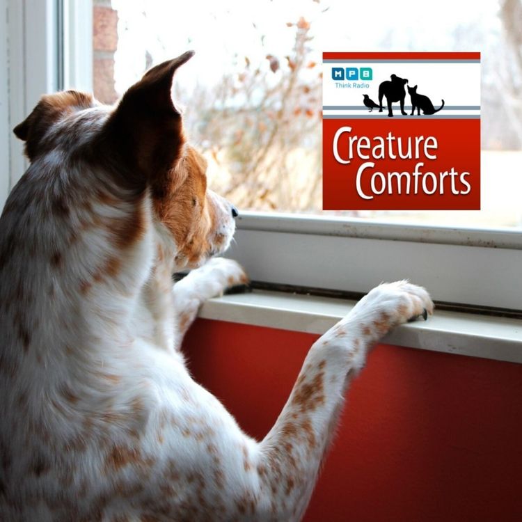 cover art for Creature Comforts: Outside the Window