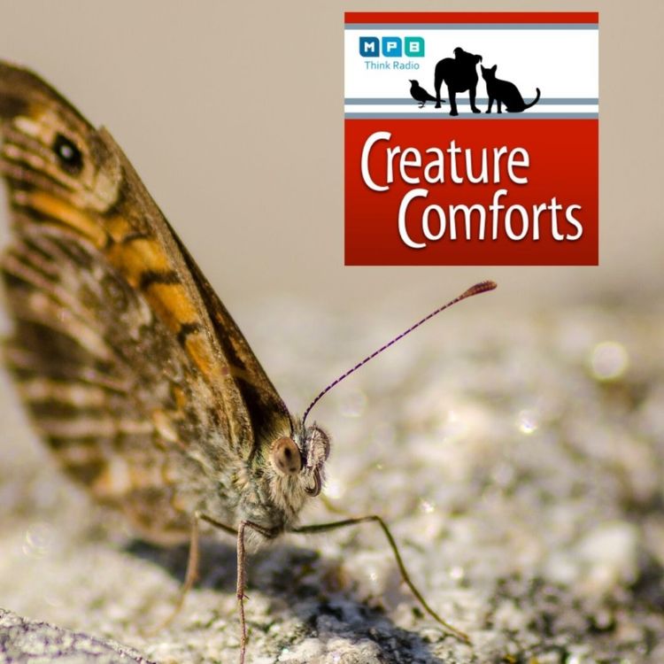 cover art for Creature Comforts: Mighty Moth and other Bugs