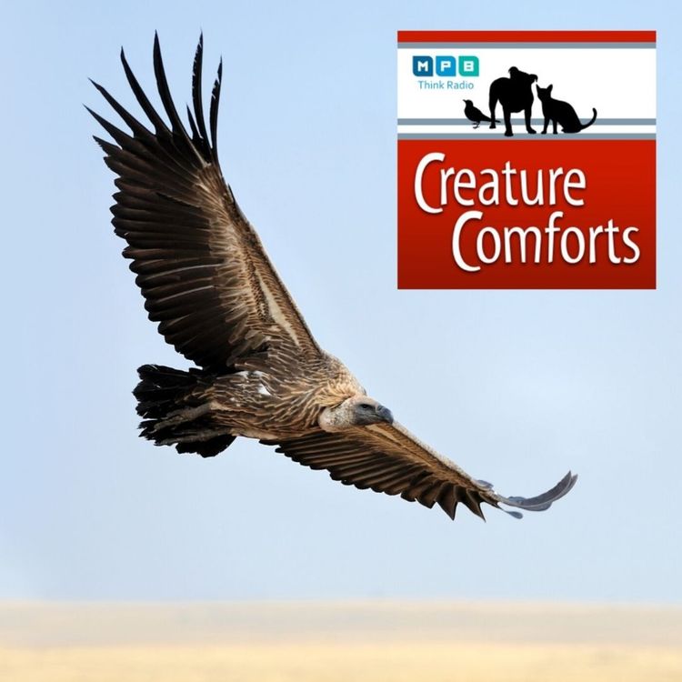 cover art for Creature Comforts: Too Close