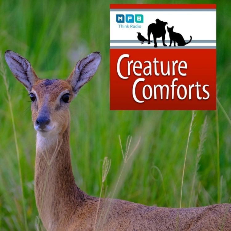 cover art for Creature Comforts: Deer Talk