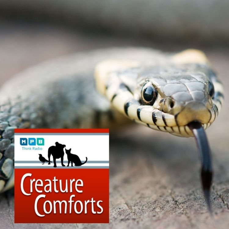 cover art for Creature Comforts: Terry and the Snakes