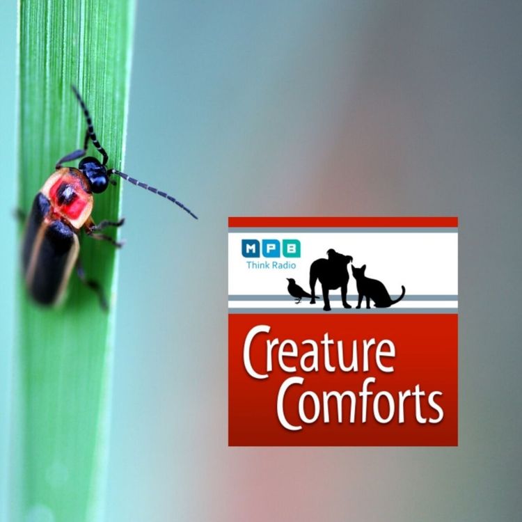 cover art for Creature Comforts: Fireflies and Lighting Bugs