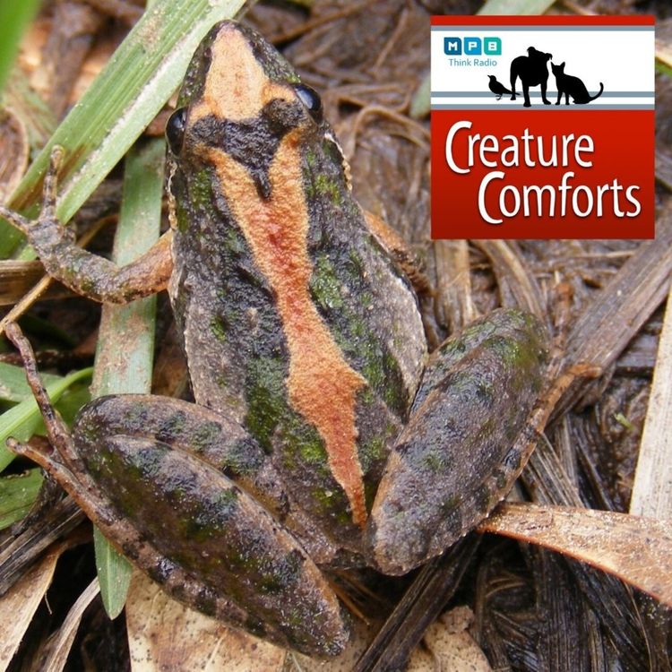 cover art for Creature Comforts: Croaks and Ribbits