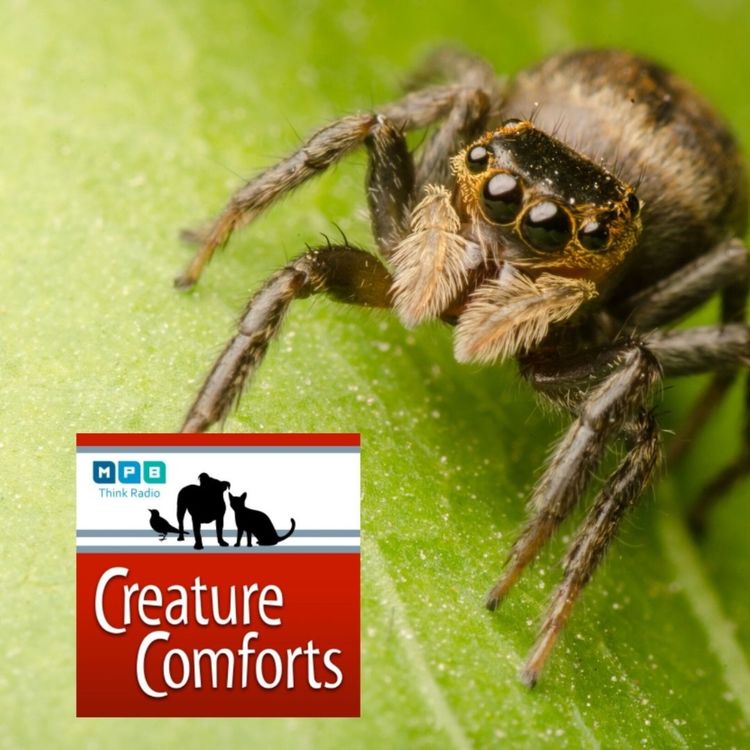 cover art for Creature Comforts: Spiders & Scorpions w/ Dr. Brent Hendrixson