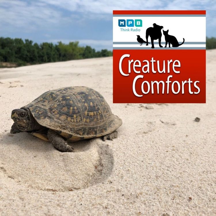 cover art for Creature Comforts: Slow and Steady w/ Dr. Will Selman