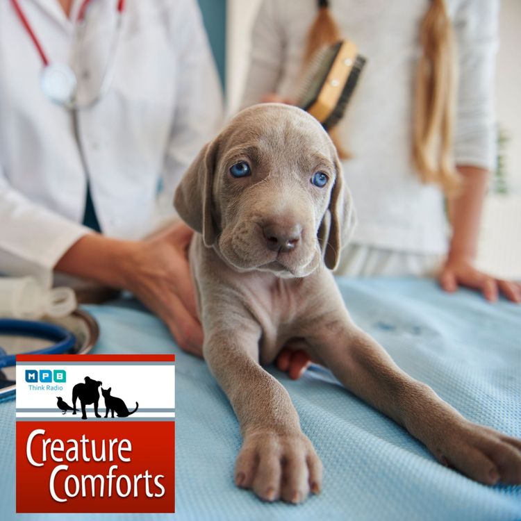 cover art for Creature Comforts: Summertime Pet Care