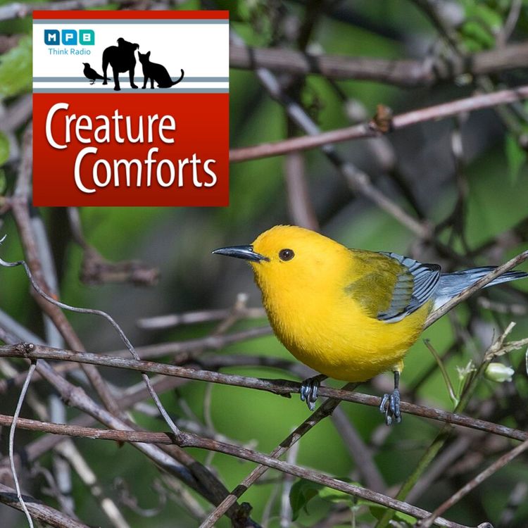 cover art for Creature Comforts: Prothonotary Warbler
