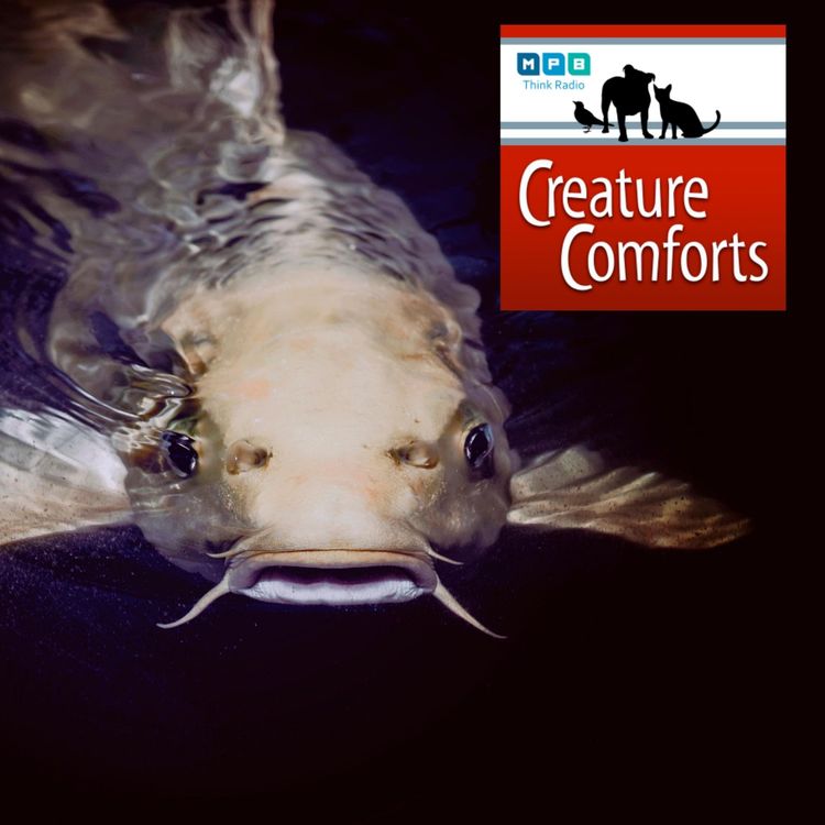 cover art for Creature Comforts: Catfish Tagging