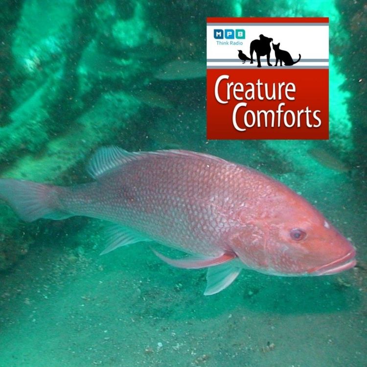 cover art for Creature Comforts | Reef Fish