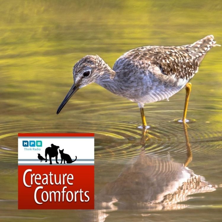 cover art for Creature Comforts | Delta Wind Birds