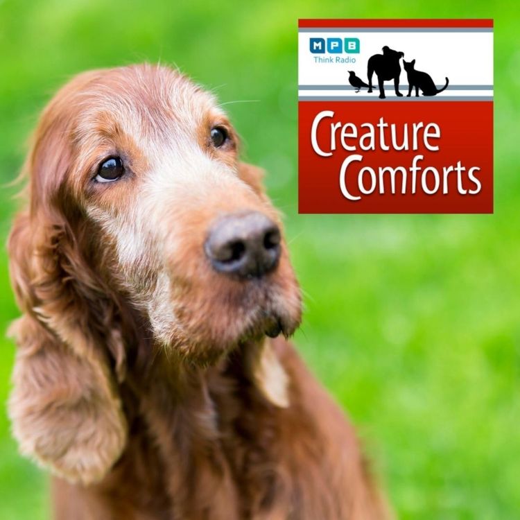 cover art for Creature Comforts | Pet Day - Older Pets