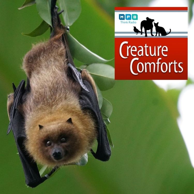 cover art for Creature Comforts | Mississippi Bats