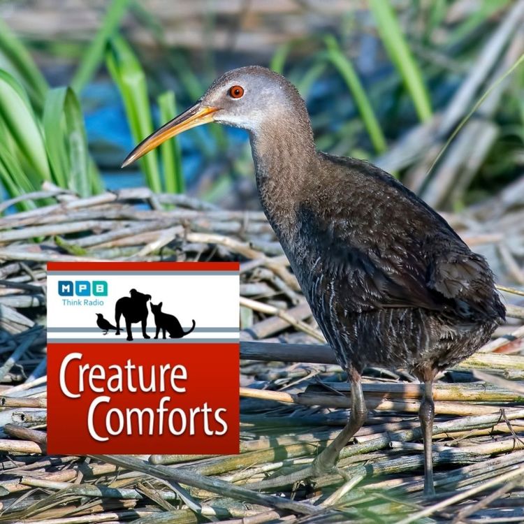 cover art for Creature Comforts | Secretive Marsh Birds