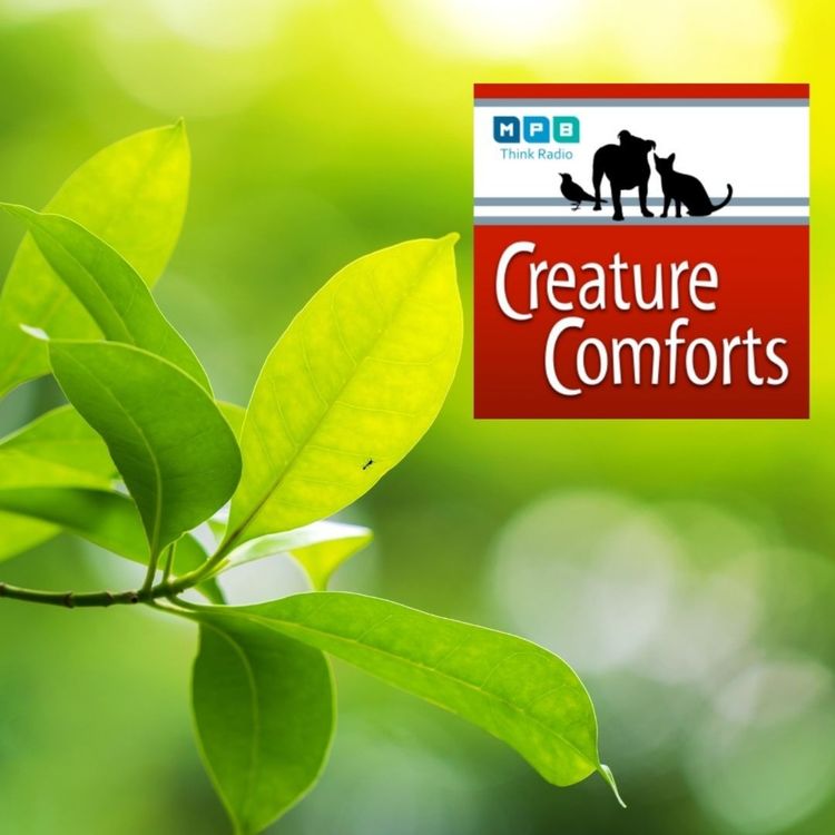 cover art for Creature Comforts | Wildlife Mississippi