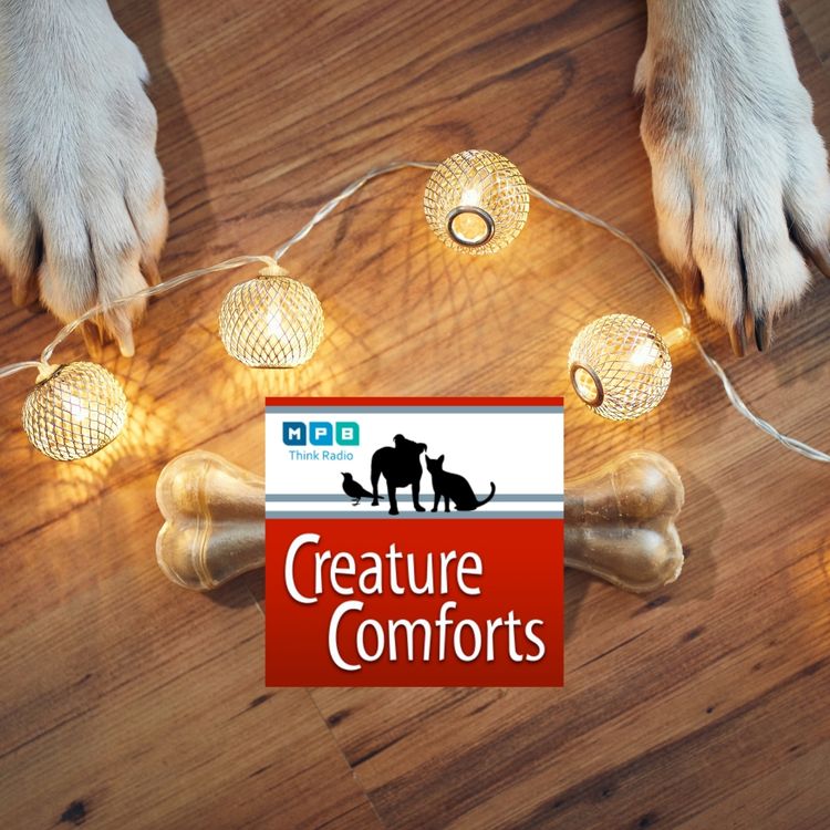 cover art for Creature Comforts | December Pet Day