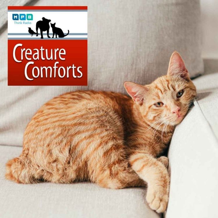 cover art for Creature Comforts | Pet Day - February 2021