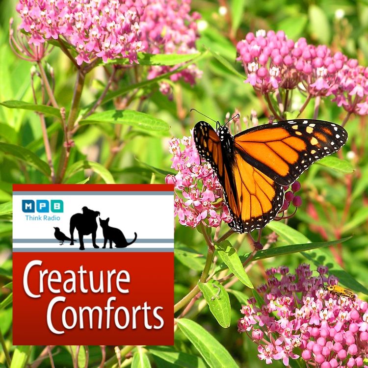cover art for Creature Comforts | National Wildlife Week