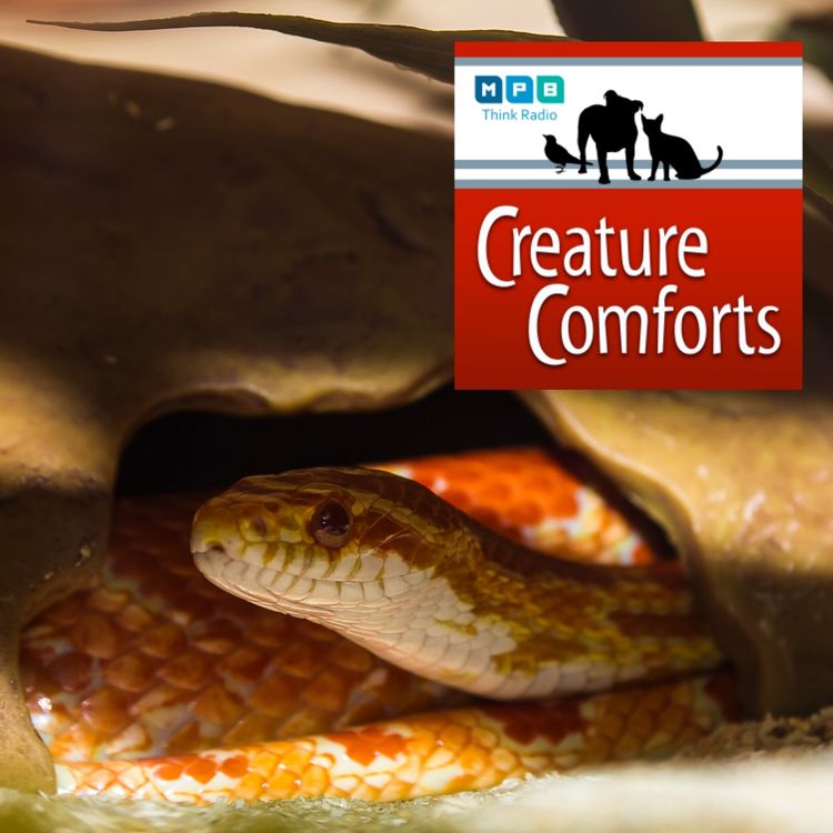 cover art for Creature Comforts | Snakes Galore
