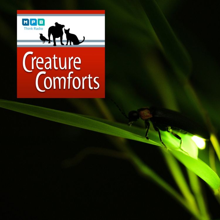 cover art for Creature Comforts | Light Up The Night