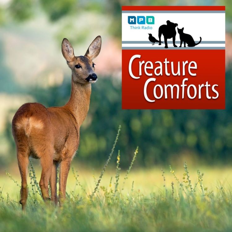 cover art for Creature Comforts | Urban Wildlife