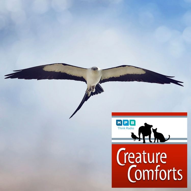 cover art for Creature Comforts | Early Migration