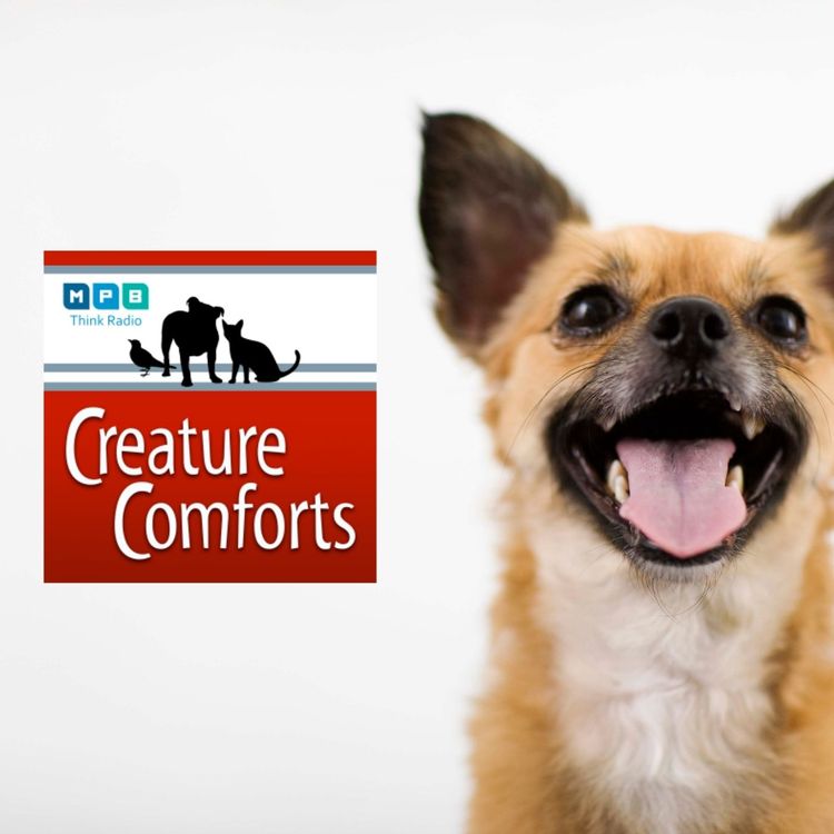 cover art for Creature Comforts | Pet Day - September 2021