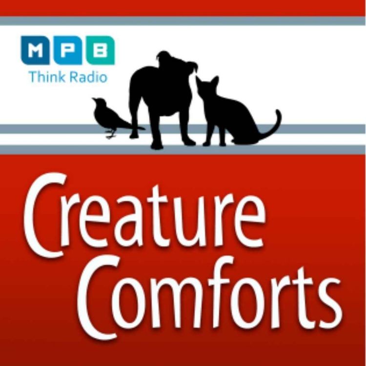 cover art for Creature Comforts | Migratory Birds w/ Joe McGee