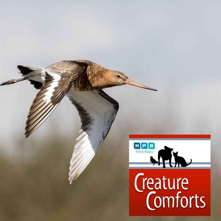 cover art for Creature Comforts | Delta Wind Birds with Jason Hoeksema