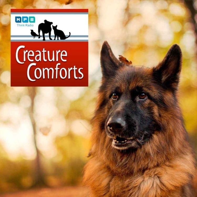 cover art for Creature Comforts | Pet Day - October 2021