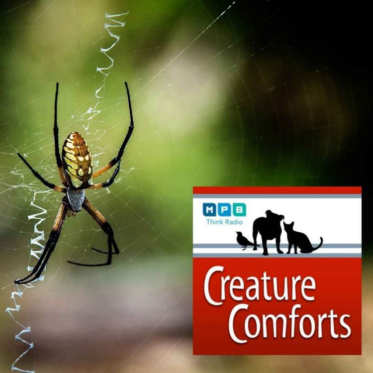 cover art for Creature Comforts | Bad Nature