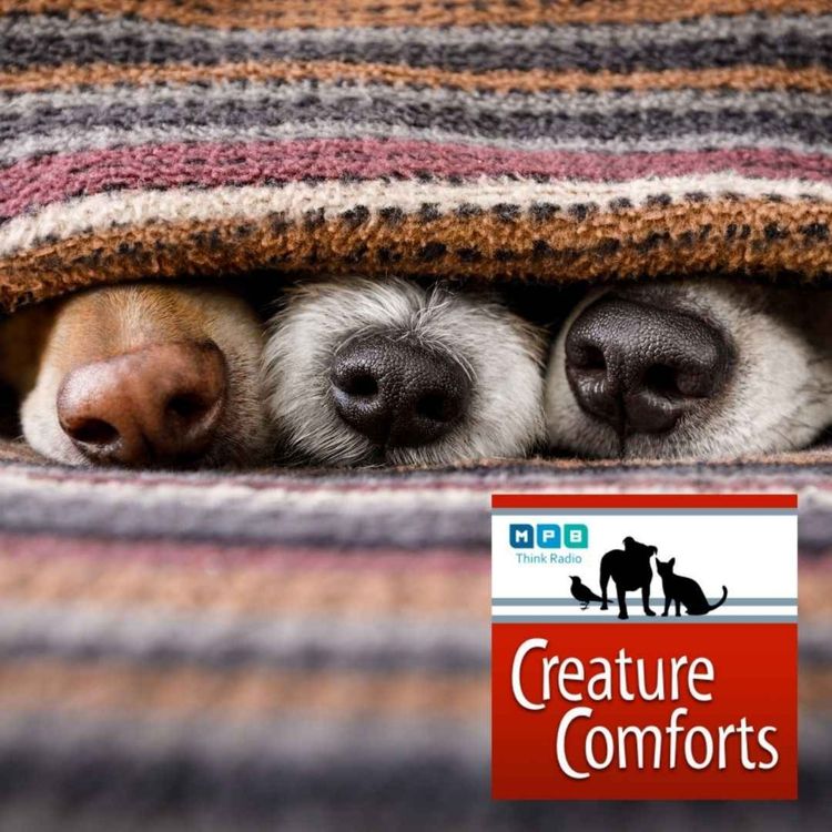cover art for Creature Comforts | Pet Day - November 2021
