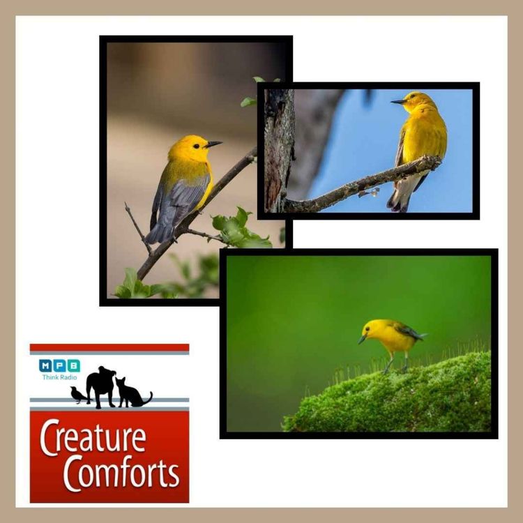 cover art for Creature Comforts | Prothonotary Warblers