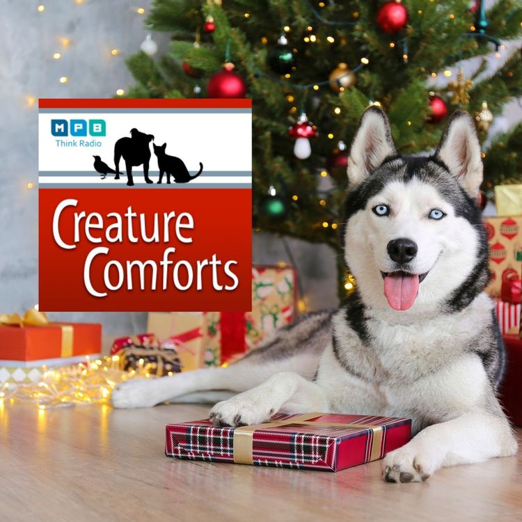 cover art for Creature Comforts | Pet Day - December 2021