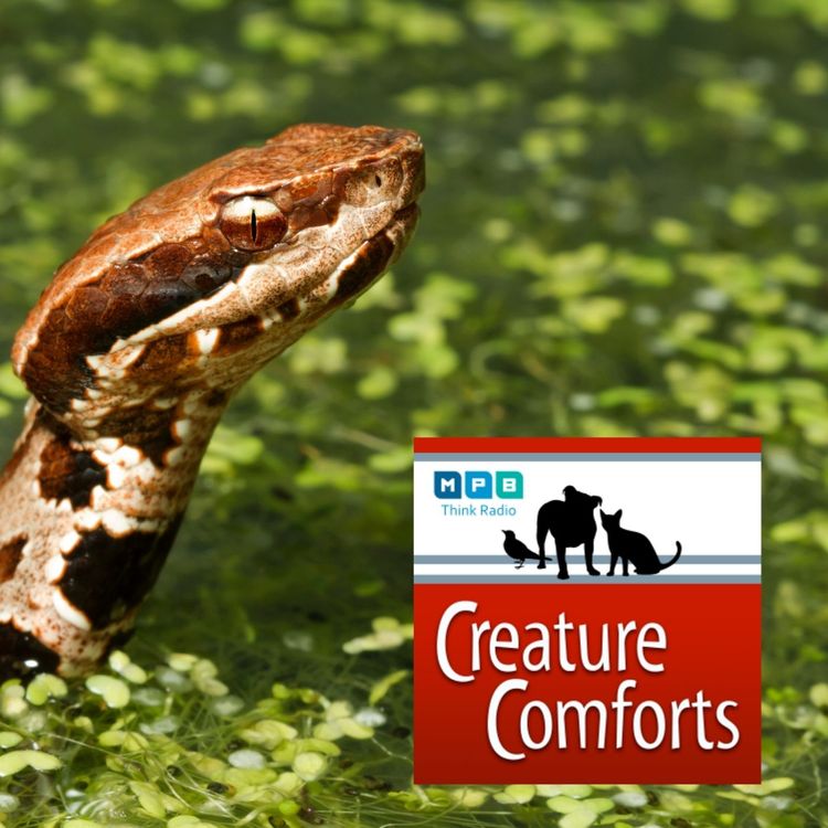 cover art for Creature Comforts | Snake Talk w/ Terry Vandeventer