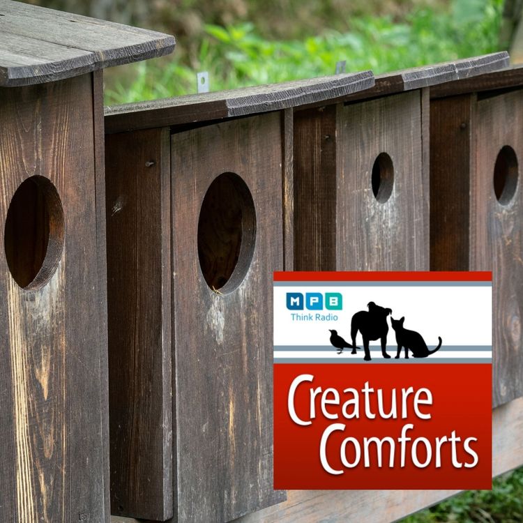 cover art for Creature Comforts | Birding with Joe Magee
