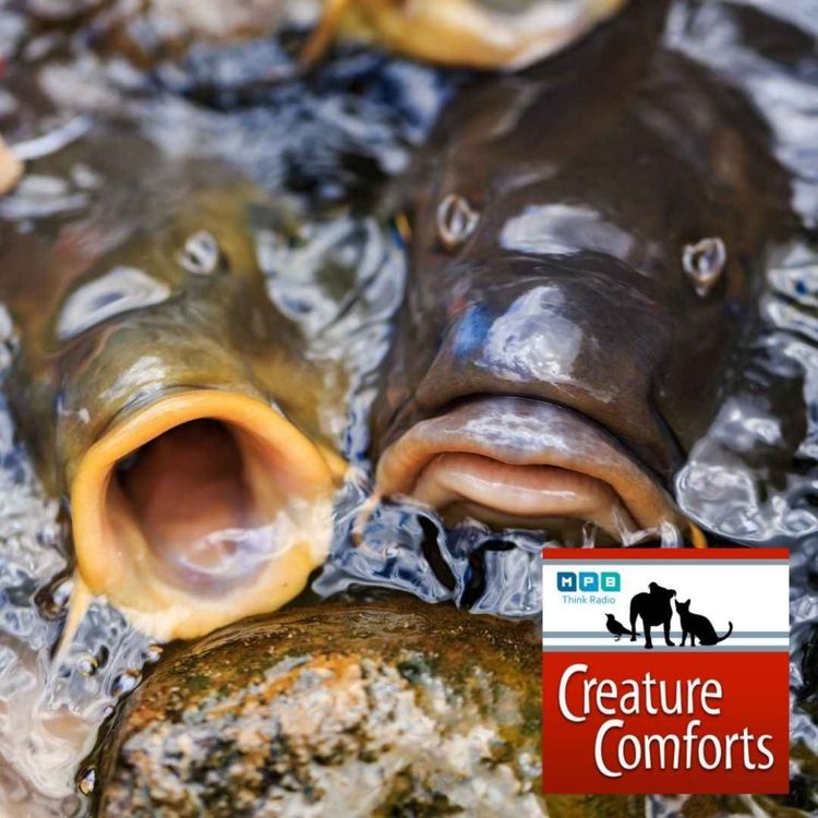cover art for Creature Comforts | Invasive Carp
