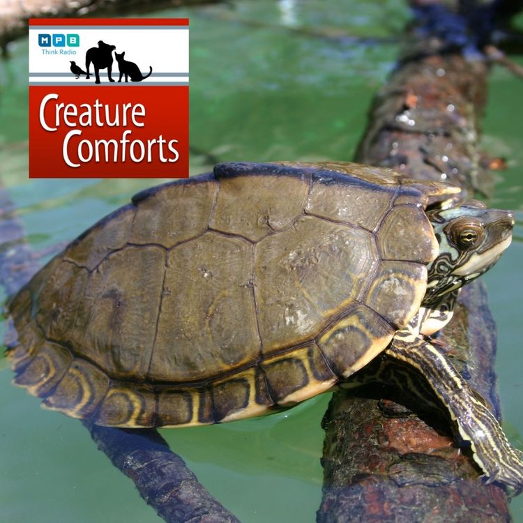 cover art for Creature Comforts | Mississippi Map Turtles