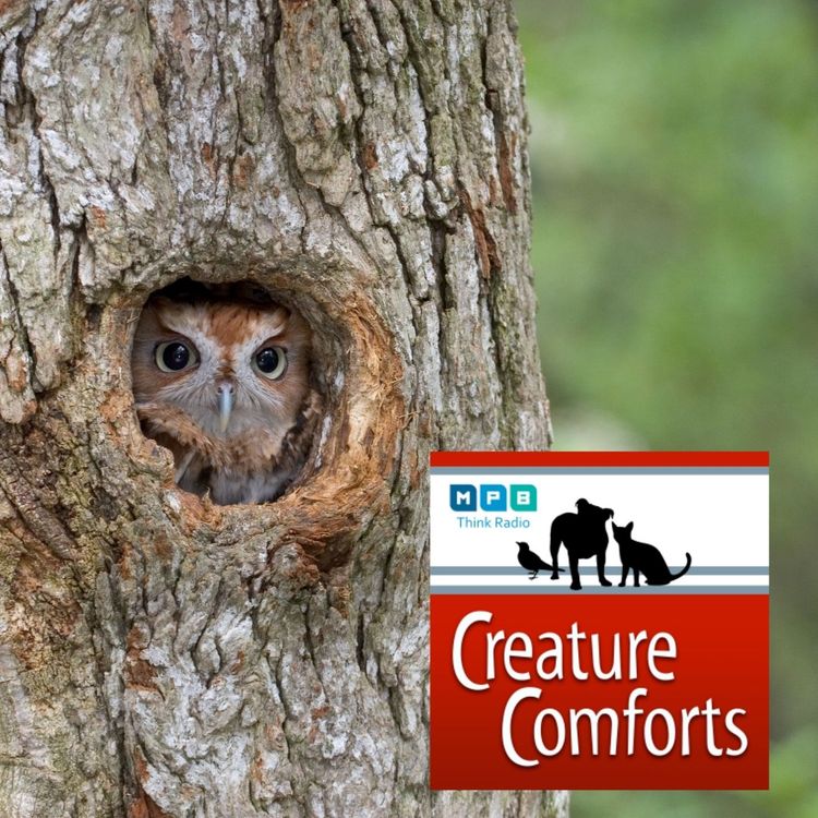 cover art for Creature Comforts | January Sights & Sounds